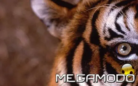 In arrivo la settimana della Tigre