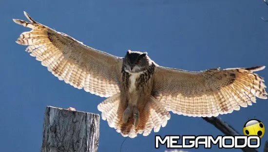 Esibizione di rapaci a Fidenza Village