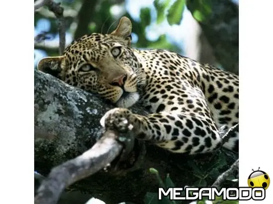 Le creature segrete di Jao su Animal Planet