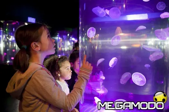 Gardaland SEA LIFE Aquarium avvicina i suoi ospiti alle meduse