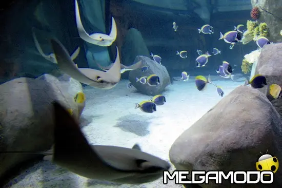 Gardaland SEA LIFE Aquarium, record mondiale del bacio subacqueo