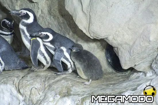 L'AcquarioVillage festeggia il quarto fiocco nella vasca subantartica dei pinguini