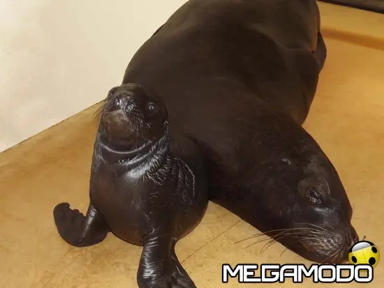 Fiocco azzurro a Gardaland Sea Life Aquarium per un cucciolo d'otaria    