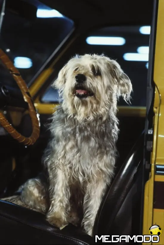 Storie di teneri ma impavidi cuccioli su MGM