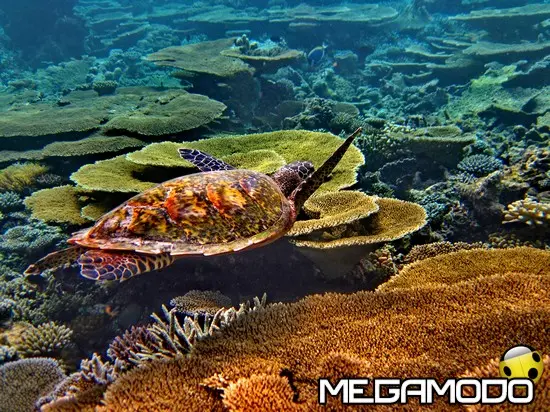 Alle Maldive con "Donnavventura"