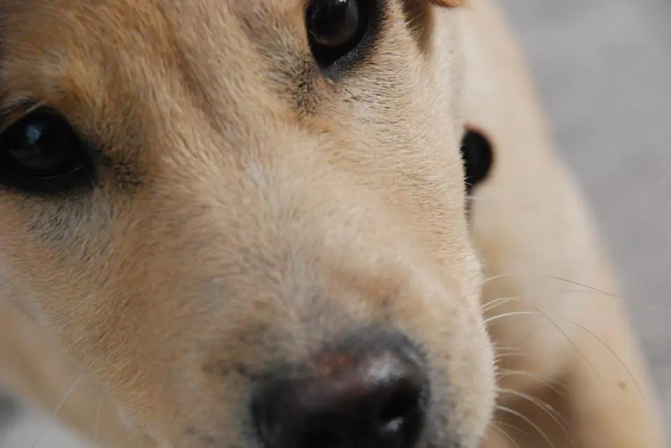 Michela Vittoria Brambilla sulla tassa sugli animali, "È qualcosa di sciagurato"