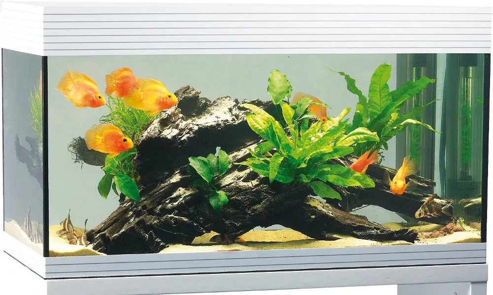 Askoll Pure, l'acquario dotato di timer che suggerisce le scadenze