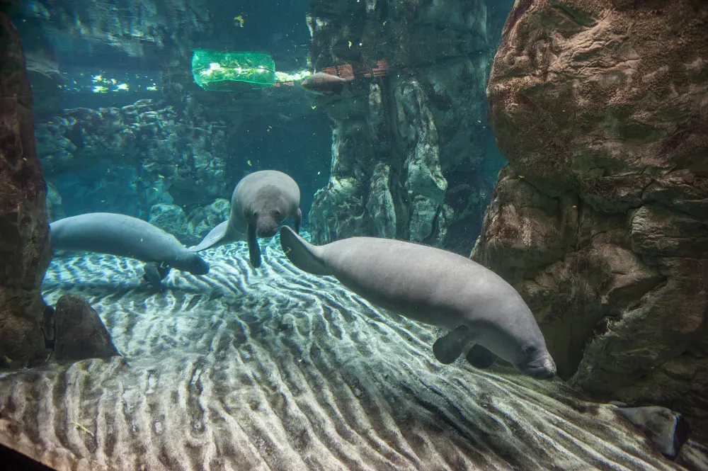 All'Acquario di Genova arriva Rynke, un esemplare di lamantino femmina