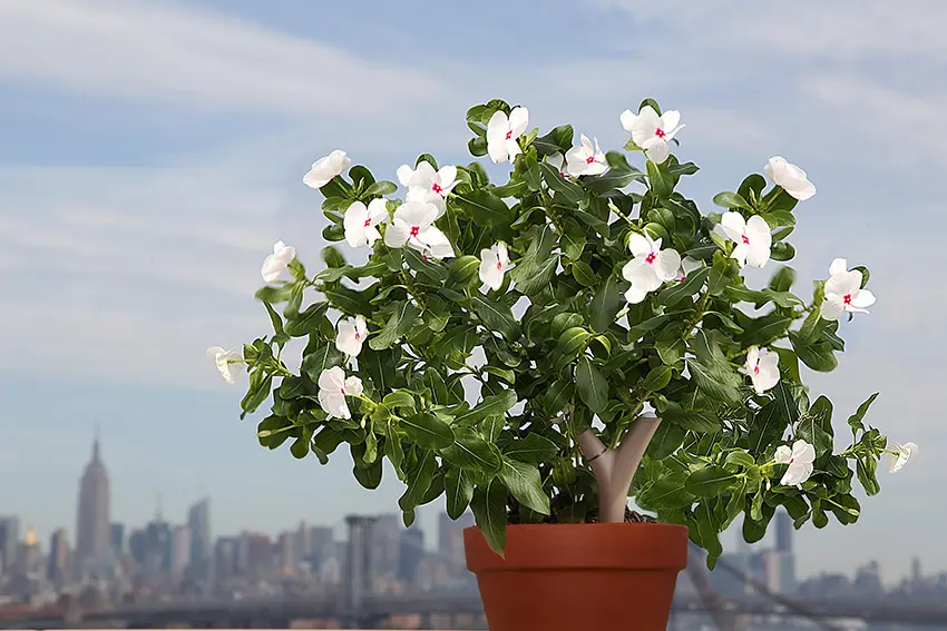 Parrot Flower Power per San Valentino: perchè accontentarsi di un mazzo di rose?