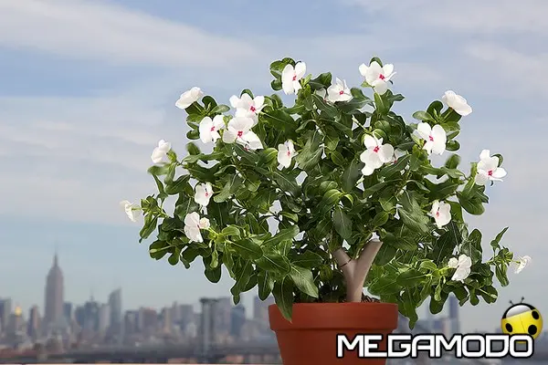 parrot flowerpower whiteflowers