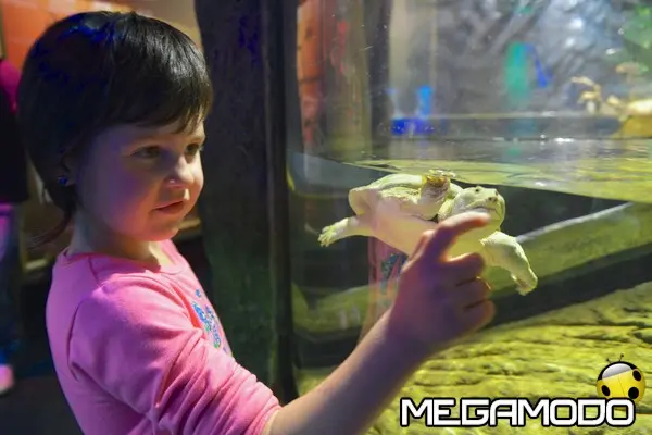 gardaland sea life aquarium paradiso delle tartarughe tartaruga dal guscio molle