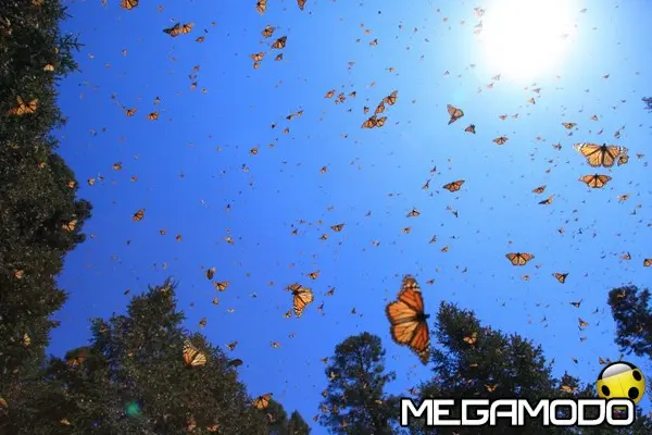 still monarchs in the sky2 fob sk films