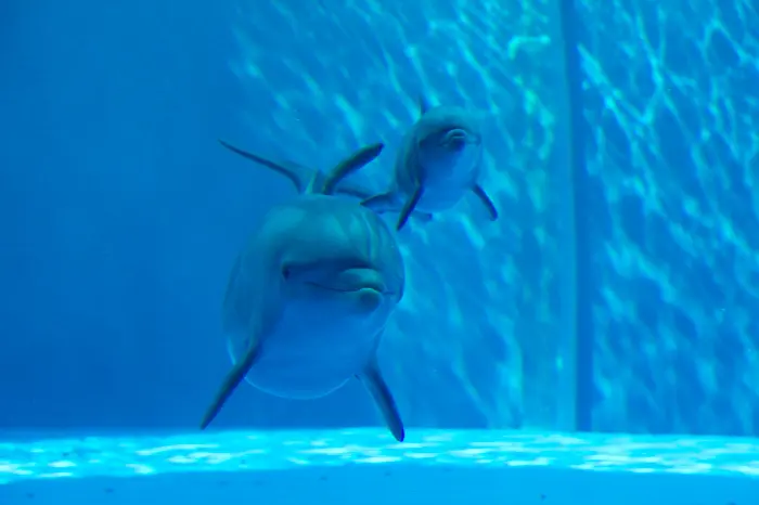 L'Acquario di Genova festeggia l'arrivo di un cucciolo di delfino 