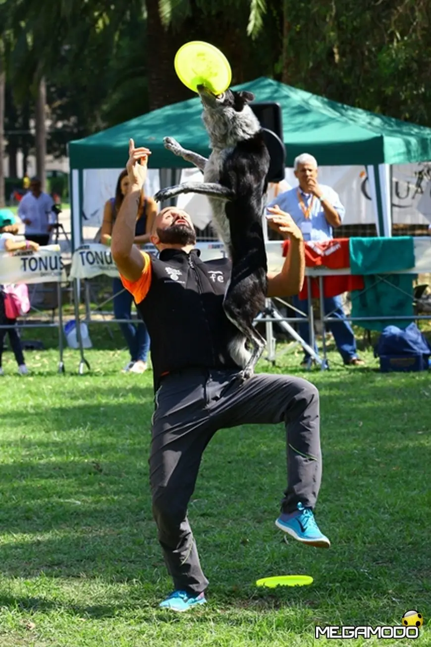 mod_tonus-disc-dog-3