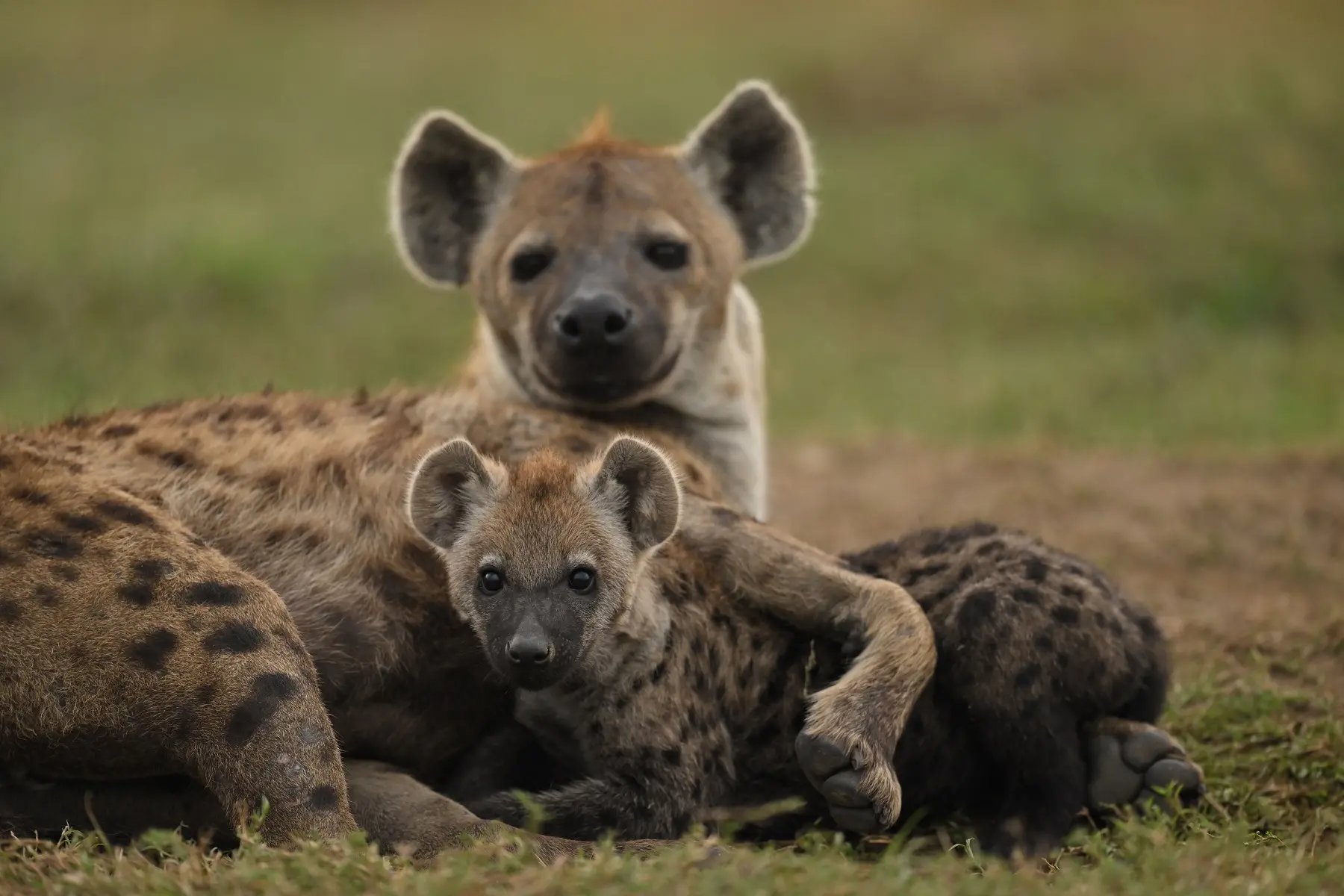 NUOVO NIKKOR Z 400mm f/2.8 TC VR S: perfetto per sport, natura e caccia fotografica