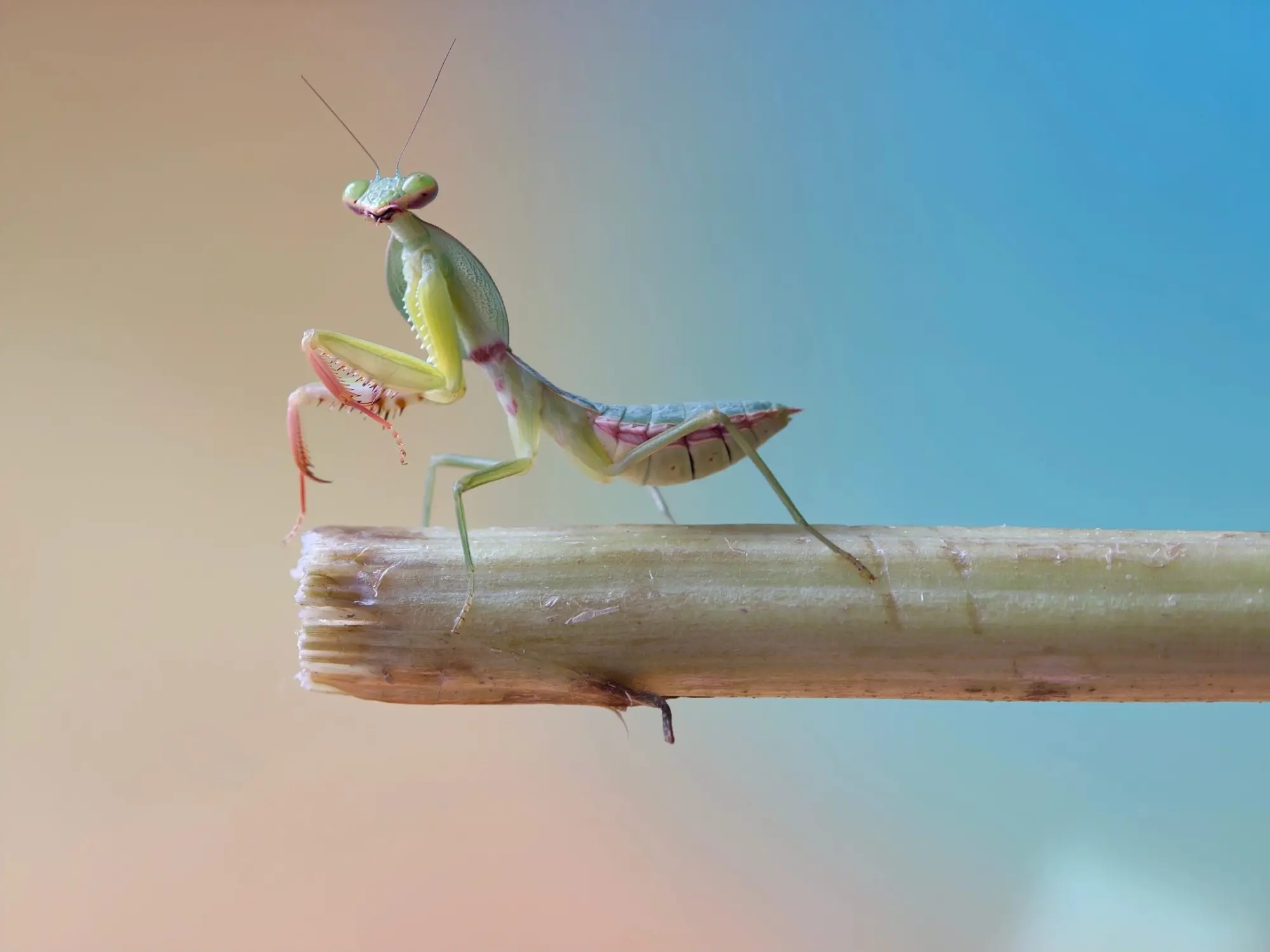 OPPO svela Find X9 Ultra: rivoluzione fotografica con vero zoom ottico 10x